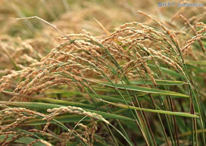 丰收大地0081-丰收大地图-农业图库