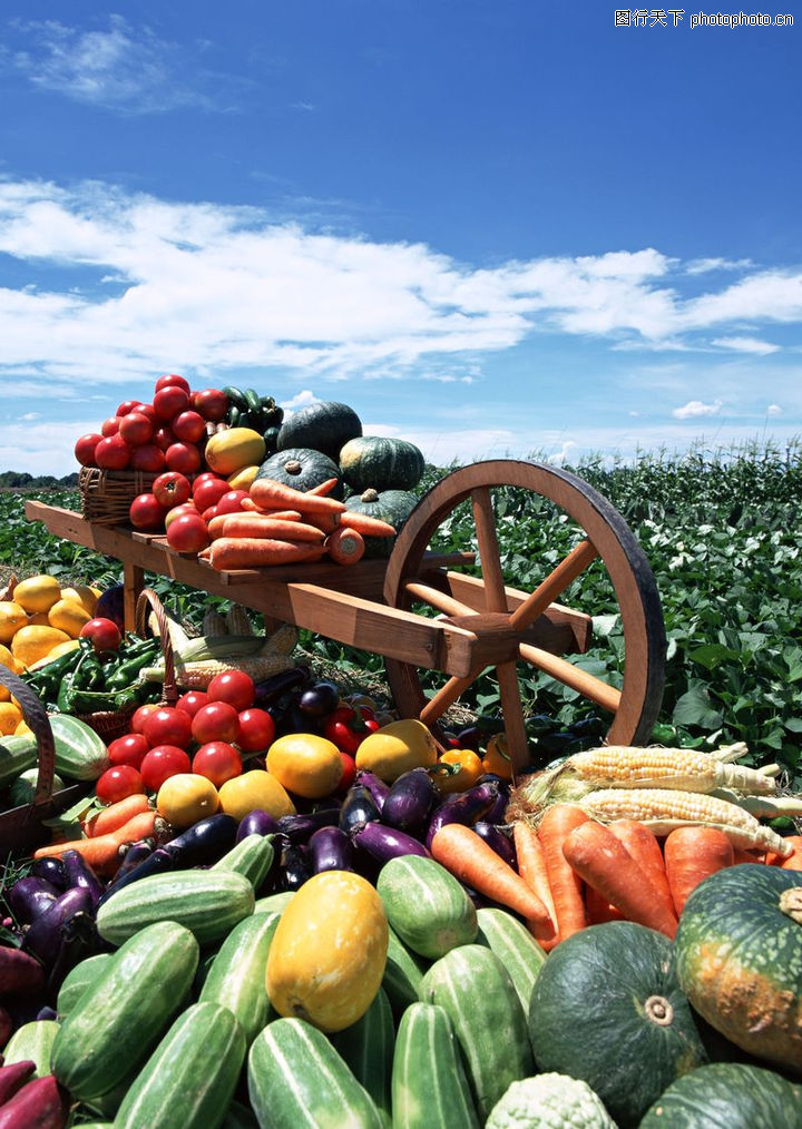 丰收大地0173-丰收大地图-农业图库-青蔬 瓜果