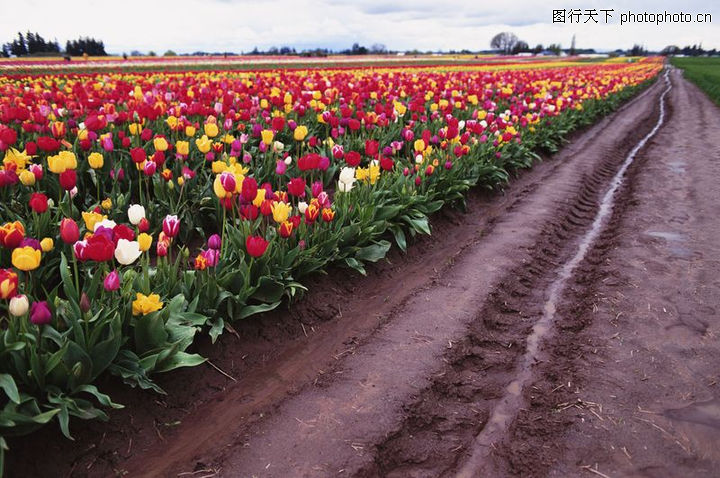 农村经济0074-农村经济图-农业图库-泥路