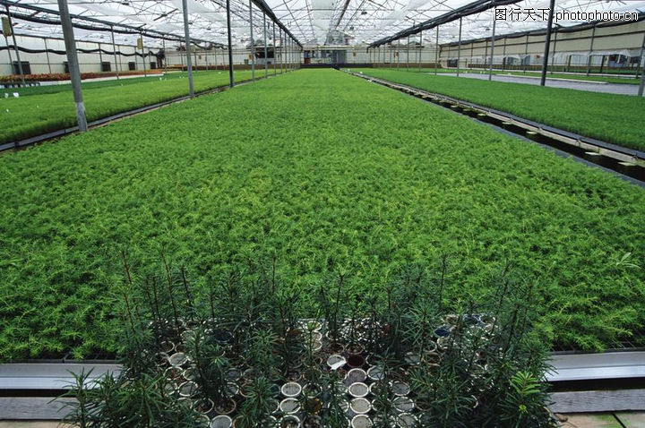 农村经济0095-农村经济图-农业图库-大蓬菜 青