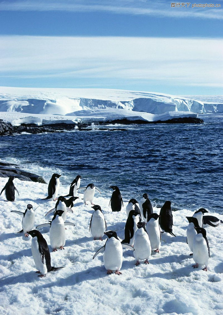 企鹅世界,动物,冰雪+海水