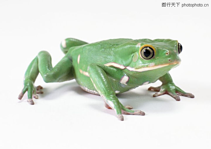 壁虎蜻蛙0015-壁虎蜻蛙图-动物图库