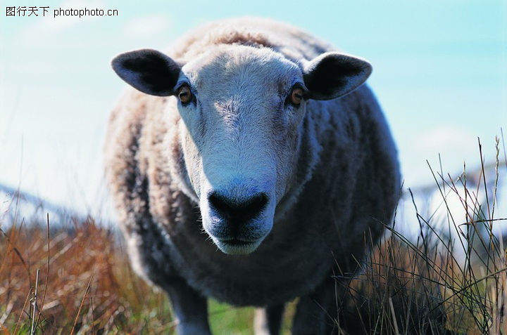 友善动物0016 动物图 动物图库 肥羊正面体形庞大草丛 图行天下素材网