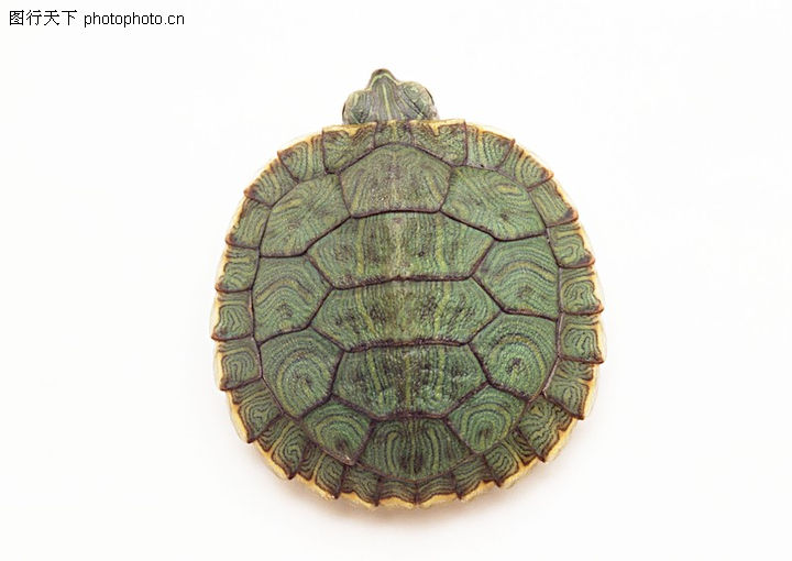 部编本人教版八年级上册语文《龟虽寿》ppt课件3