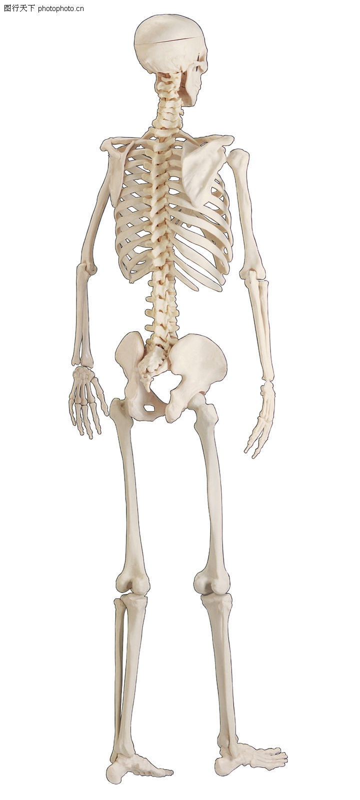 身体左侧器官分布图