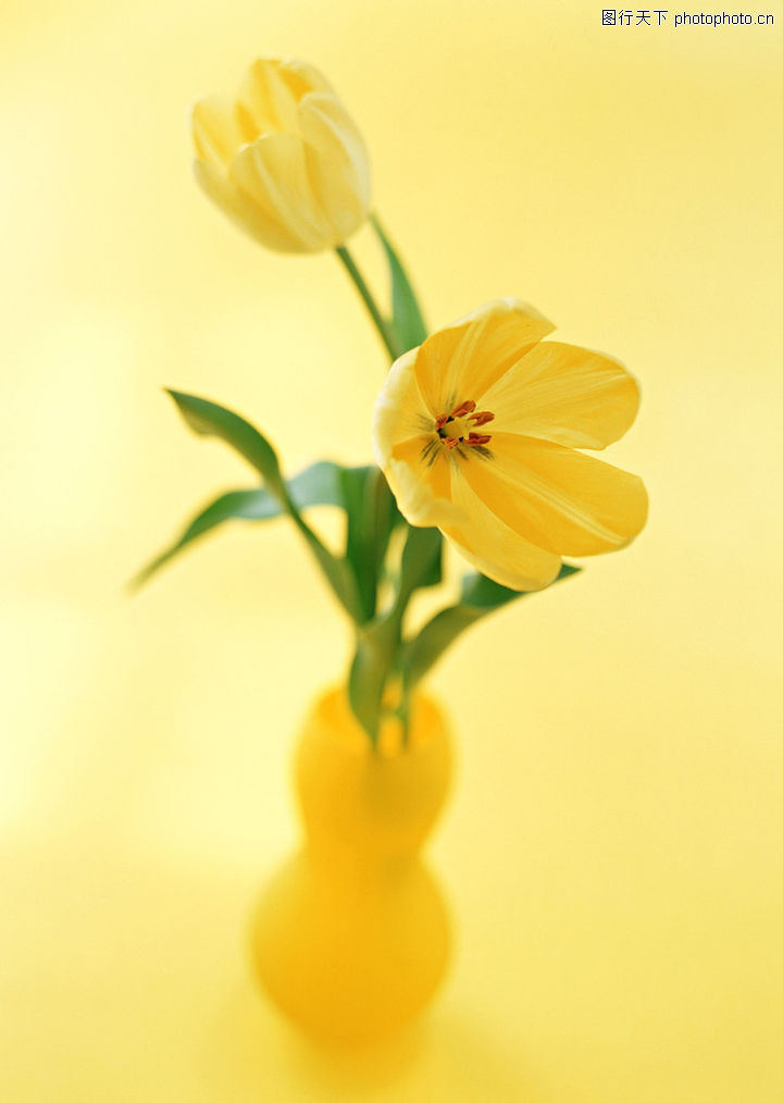 花之特写,植物,静物 花饰 黄色花朵,花之特写0029