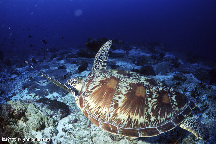 海底動物與潛水員攝影圖__海洋生物_生物世界_攝影