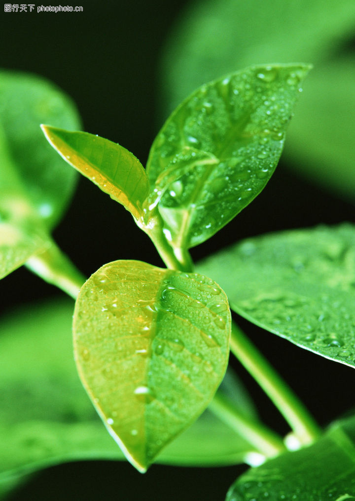 新绿叶0078-新绿叶图-植物图库-水珠 露珠 清晨