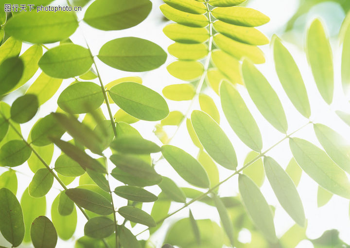 椭圆形的叶子怎形容