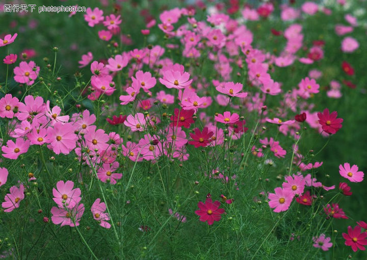 鮮花遍野,自然風景,鮮花遍野0179