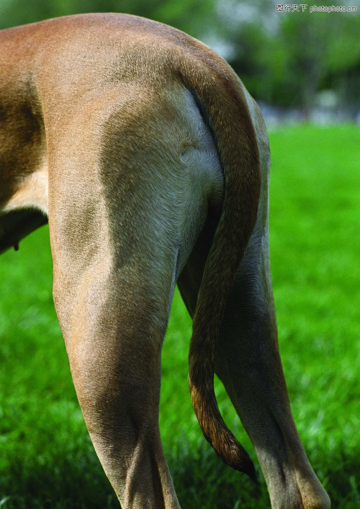 世界上哪种动物的尾巴最长